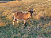 Dê cái, Alpine goat — ảnh 2