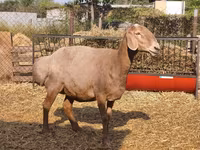 Sheep, Baerchuke sheep — photo 8