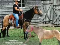 Kuda betina, Missouri foxtrotter — foto 1
