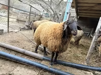 Kambing jantan, Sheep — foto 1