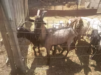 Billy Goat, Goats — photo 2
