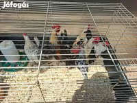 Bantam olandez — foto 2