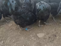 Australorp — fotografija 3