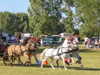 Égua, Cavalos — foto 2