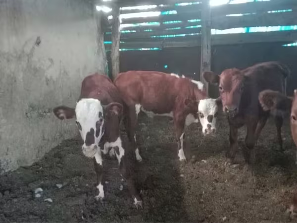 Bovinos (lote, sexo no especificado), Vaca kazaja de cabeza blanca — Kazajistán