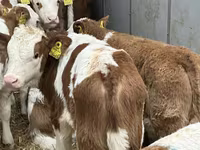 Lembu ternakan (lot, jantina tidak dinyatakan), Simmental cattle — foto 6