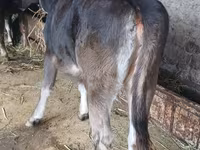Sapi, Cattle — foto 2