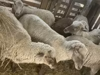 Biri-biri betina, Blackheaded Persian sheep — foto 6