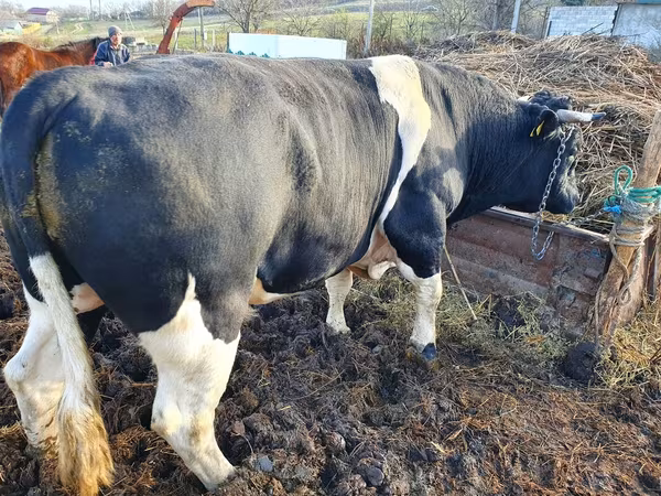 Bull, Holstein breed — Moldova
