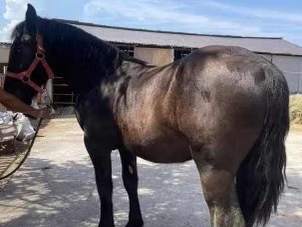 Horse (M), Horses