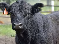 Сиыр, Swiss cattle — 7-сурет