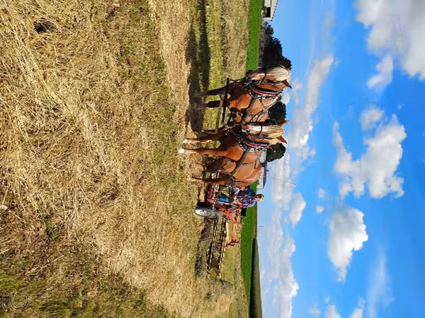 Kobila, National Show Horse