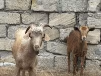 بز (گروه، جنسیت مشخص نشده), بز — عکس 1