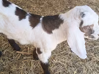 Jarac, Nubian Goat — fotografija 1