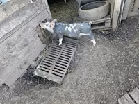Knur, Świnie — zdjęcie 1