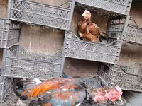 Chickens — Foto 6