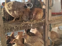 Chickens — fotografija 6