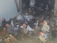 Chickens — تصویر 6
