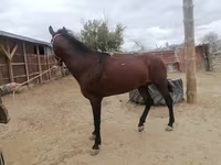 Faras, Horses — sawirka 5