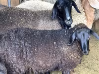 በግ, Hissar sheep — ፎቶ 1