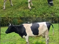 Mucca, Ayrshire — foto 2