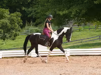 ცხენი, Friesian — ფოტო 8