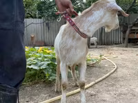 Коза, Saanen goat — снимка 4