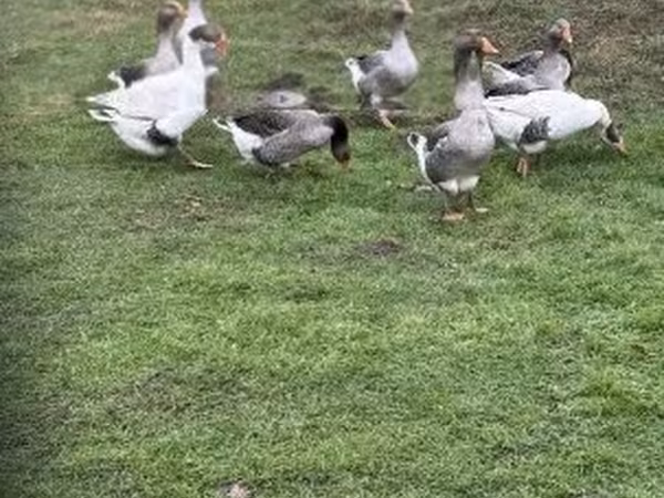 Geese