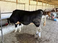 گاو نر, Russian Black pied cattle — عکس 2