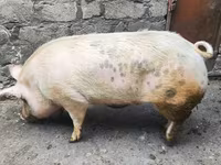 Eber, Schweine — Foto 3