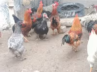 Chickens — รูปภาพ 5