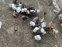 Chickens — ፎቶ 1