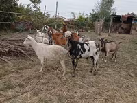بز نر, Nubian Goat — عکس 5
