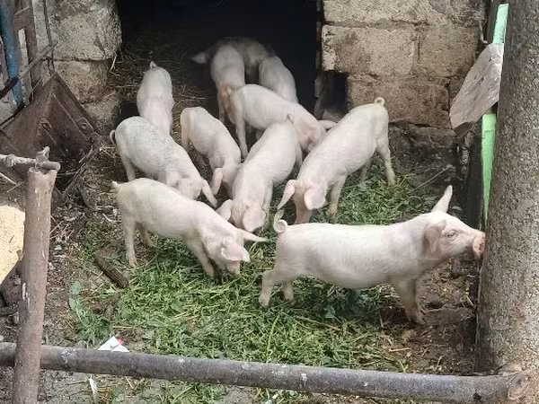 नर सूअर, सूअर — मॉल्डोवा