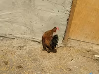 Brahma — foto 3