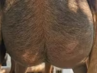Ziegenbock, Nubian Goat — Foto 7