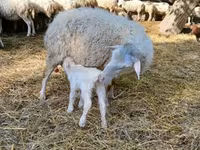 قوچ, گوسفند — عکس 4