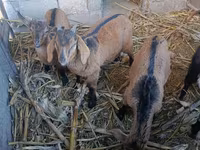 பெண் வெள்ளாடு, வெள்ளாடுகள் — புகைப்படம் 3