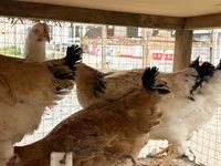 Chickens — تصویر 1