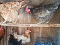 Chickens — φωτογραφία 2