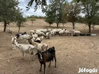 Kambing jantan, Goats — foto 4