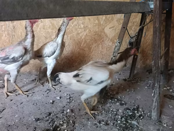 Chickens