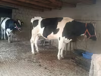 Krava, Russian Black pied cattle — foto 1