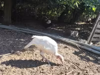 Turkeys — 1-сурет