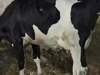 Mucca, Russian Black pied cattle — foto 1