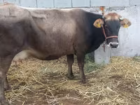 Krowa, Bydło — zdjęcie 5