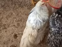 Chickens — รูปภาพ 4