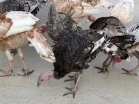 Turkeys — फ़ोटो 4
