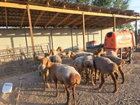 母羊, Sheep — 照片 3