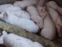 Scroafă, Porci — foto 2